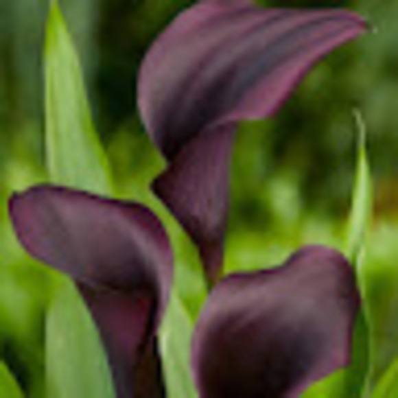 Meet your Posher, Torraine - Picture 1 of 1